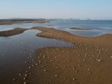 Photo aérienne prise par un drone d'oiseaux aquatiques recherchant de la nourriture dans une zone humide côtière de l'arrondissement de Beidaihe