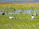 Des oiseaux migrateurs dans les terres humides d'Ordos