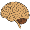 Flat drawing of a brain seen in profile: a rounded sand-coloured mass covered in folds drawn with an even line, a striped brown cerebellum at the lower right, and a short brain stem below it.