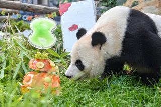 Le panda géant Ru Yi déguste son gâteau d'anniversaire au zoo de Moscou