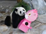 Le panda géant Gong Gong dans le Parc tropical de la faune et jardin botanique de Hainan à Haikou