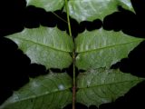 Photo prise par le chercheur Hu Jun le 10 août 2022 montre les feuilles de la plante d'Euonymus aquifolium dans la nature