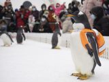 Des gens observent les pingouins du Polarpark d'Harbin à Harbin