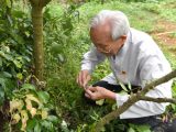 Lyu Chaojin fait la démonstration de la greffe de litchi dans une zone de démonstration pour les races fines dans le bourg de Zhangmu