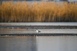 Un oiseau migrateur dans le réservoir de Hailiu