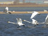 Des cygnes survolent le lac Luoping