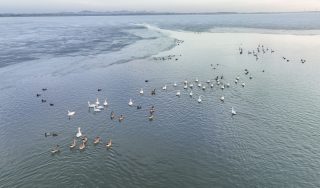 Photo prise par un drone d'oiseaux migrateurs dans la zone humide du lac Wolong