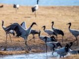 Des grues à cou noir dans la zone humide de Dahaizi