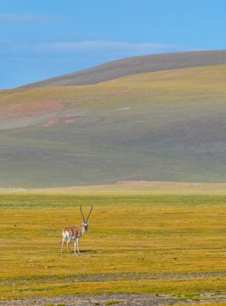 Une antilope tibétaine dans la Réserve naturelle nationale de Serling Tso à Nagqu