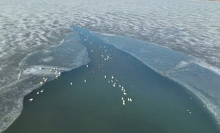 Photo prise par un drone d'oiseaux migrateurs dans la zone humide du lac Wolong