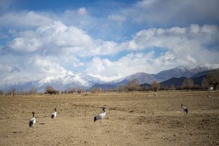 Des grues à cou noir dans le district de Namling