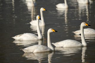 Des cygnes blancs dans la zone humide du fleuve Jaune du district de Pinglu