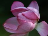 Photo de lotus dans le district autonome Dong de Yuping