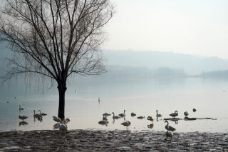 Des cygnes blancs dans la zone humide du fleuve Jaune du district de Pinglu
