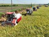 Photo aérienne prise le 24 juillet 2023 montrant des moissonneuses travaillant dans une rizière du district de Xinjian à Nanchang