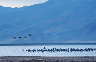 Des grues à cou noir sont observées dans un réservoir du district de Lhunzhub
