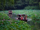 Chine : fleurs de lotus à Beijing