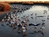 Vue aérienne d'un troupeau de cigognes blanches orientales en quête de nourriture dans une zone humide de Tangshan