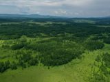 Forêt dans le parc forestier national d'Arxan