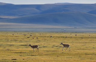 Des antilopes tibétaines dans la Réserve naturelle nationale de Serling Tso à Nagqu