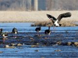 Des cigognes noires sur la rivière Mianman
