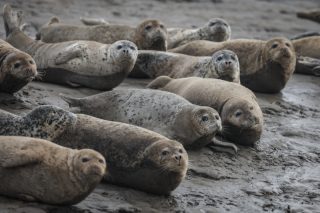 Des phoques tachetés se reposent sur la vasière de la baie de Liaodong