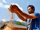 Photo prise le 3 octobre 2021 montrant un villageois examinant le riz paddy nouvellement récolté dans le district autonome Tujia et Miao de Youyang