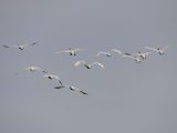 Des cygnes blancs survolent le Parc national des zones humides du lac Ulungur dans le district de Fuhai