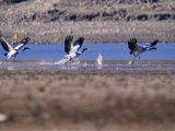 Des grues à cou noir survolent un réservoir du district de Lhunzhub