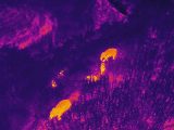 Photo aérienne d'un éléphant d'Asie dans des rizières du district autonome Hani et Yi de Jiangcheng