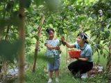 Des touristes cueillent des fruits de la passion dans un verger à Rongjiang