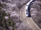 Un train roule au milieu de fleurs épanouies près de la section de Juyongguan de la Grande Muraille à Beijing