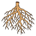 Flat drawing of a bare root seen from the side: a stem cut off cleanly at the top, brown across the cut, and beneath it a wide tangle of sand-coloured roots dividing into dozens of fine tips. No leaves, no soil, no pot.