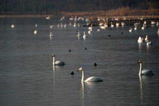 Des cygnes blancs dans la zone humide du fleuve Jaune du district de Pinglu