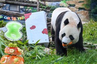 Le panda géant Ru Yi au zoo de Moscou