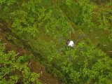 Un drone de protection des plantes au-dessus d'une plantation de raisins