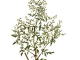 Planche botanique de l'armoise annuelle, Artemisia annua