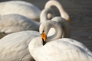 Des cygnes blancs dans la zone humide du fleuve Jaune du district de Pinglu