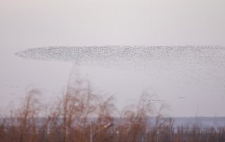 Photo d'oiseaux migrateurs dans la zone humide du lac Wolong