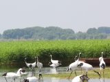 Des grues à couronne rouge dans la réserve naturelle nationale de Zhalong