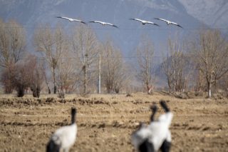 Des grues à cou noir dans le district de Namling