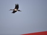 Une cigogne noire est aperçue dans le parc des zones humides de la rivière de Beichuan à Xining