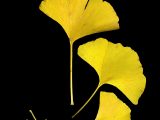 Feuilles de ginkgo