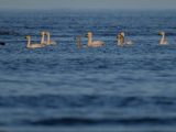 Des cygnes dans la zone humide de l'estuaire de la rivière Minjiang