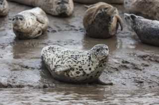 Des phoques tachetés se reposent sur la vasière de la baie de Liaodong