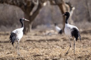 Des grues à cou noir dans le district de Namling