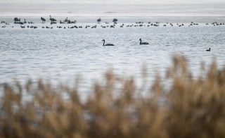 Des oiseaux migrateurs dans le réservoir de Hailiu