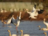 Des grues blanches dans la zone de conservation des grues blanches de Wuxing