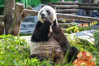 Le panda géant Ru Yi déguste son gâteau d'anniversaire au zoo de Moscou