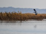Photo prise le 4 avril 2020 d'un oiseau migrateur survolant la zone humide Ulansuhai Nur à Bayannur